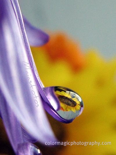 Purple aster petal