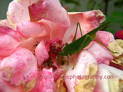 Grasshopper feeding on autumn rose-close up
