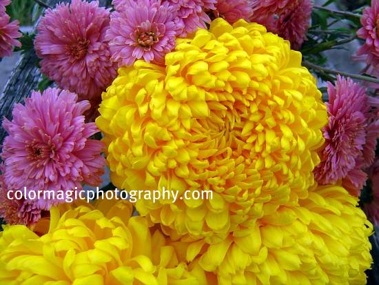 Yellow and pink chrysanthemums