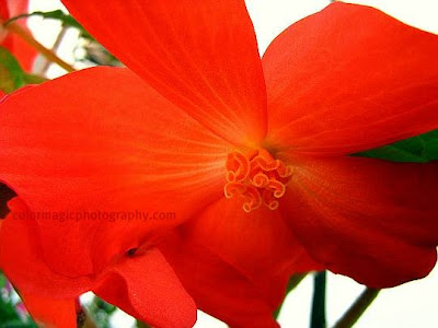 Red begonia close up