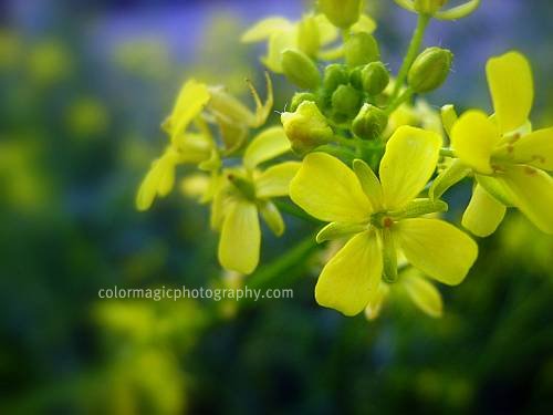 Rapeseed flower (Brassica napus)- in cool tones