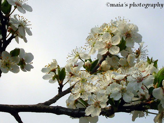 White blossoming twigs of cherry tree