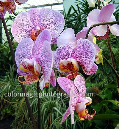White-purple spotted Phalaenopsis orchid photo