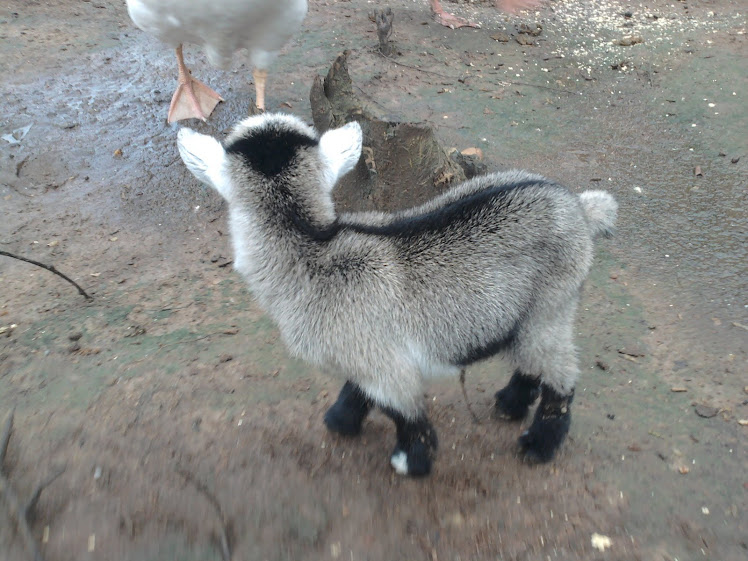 BABY GOAT