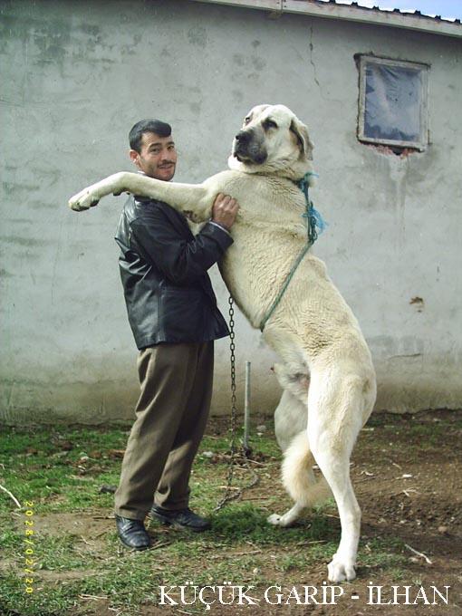 [kangal_kpekleri.jpg]