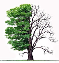 WBRP - PLANT A TREE
