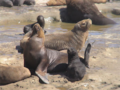 Lobo Marino de un pelo