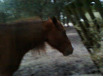 Dolly