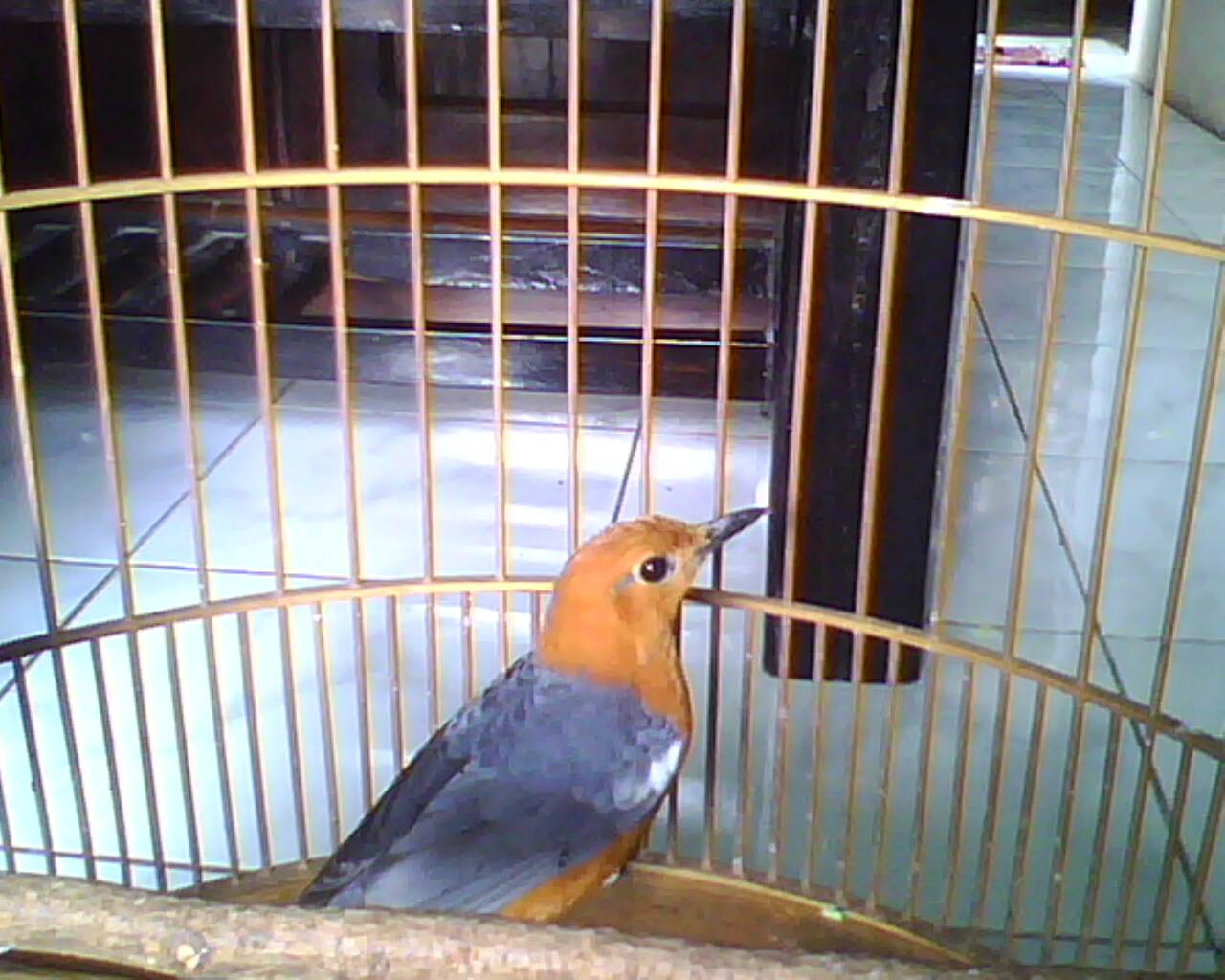 Bird Comunity: Joni Bird Farm - Jember, Jual Burung 