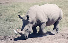 4 Days Lake Nakuru Maasai Mara