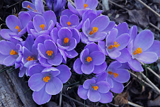 Lavender Crocus, Goochland, VA