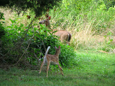 doe & fawn in my yard