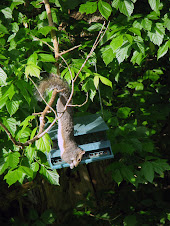 squirrel at bird feeder