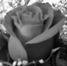 A dark rose