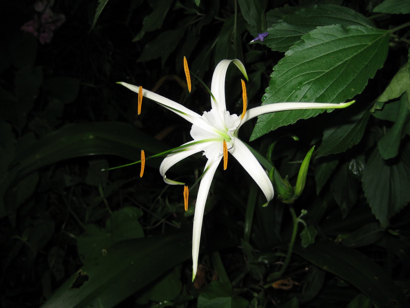 The Haunted Gardens The Cemetery Lily