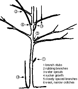 [PU+pruning+330A.gif]