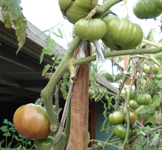 [aatomatoes.jpg]
