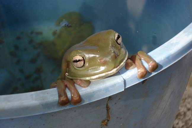 [11frog1.jpg]