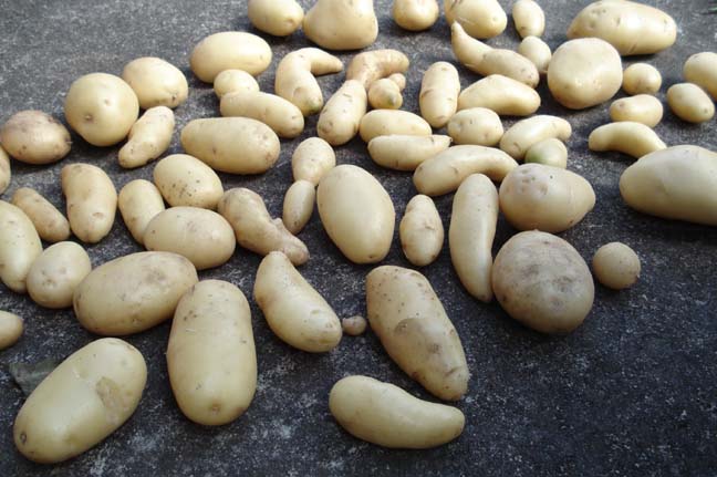 [1apotatoes.jpg]