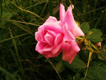 The Pink Rose