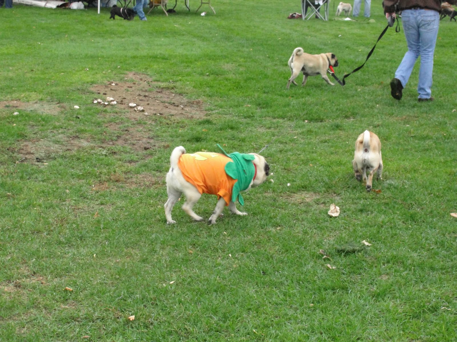 PUGS IN THE PARK!! Joan Ellen Cornell
