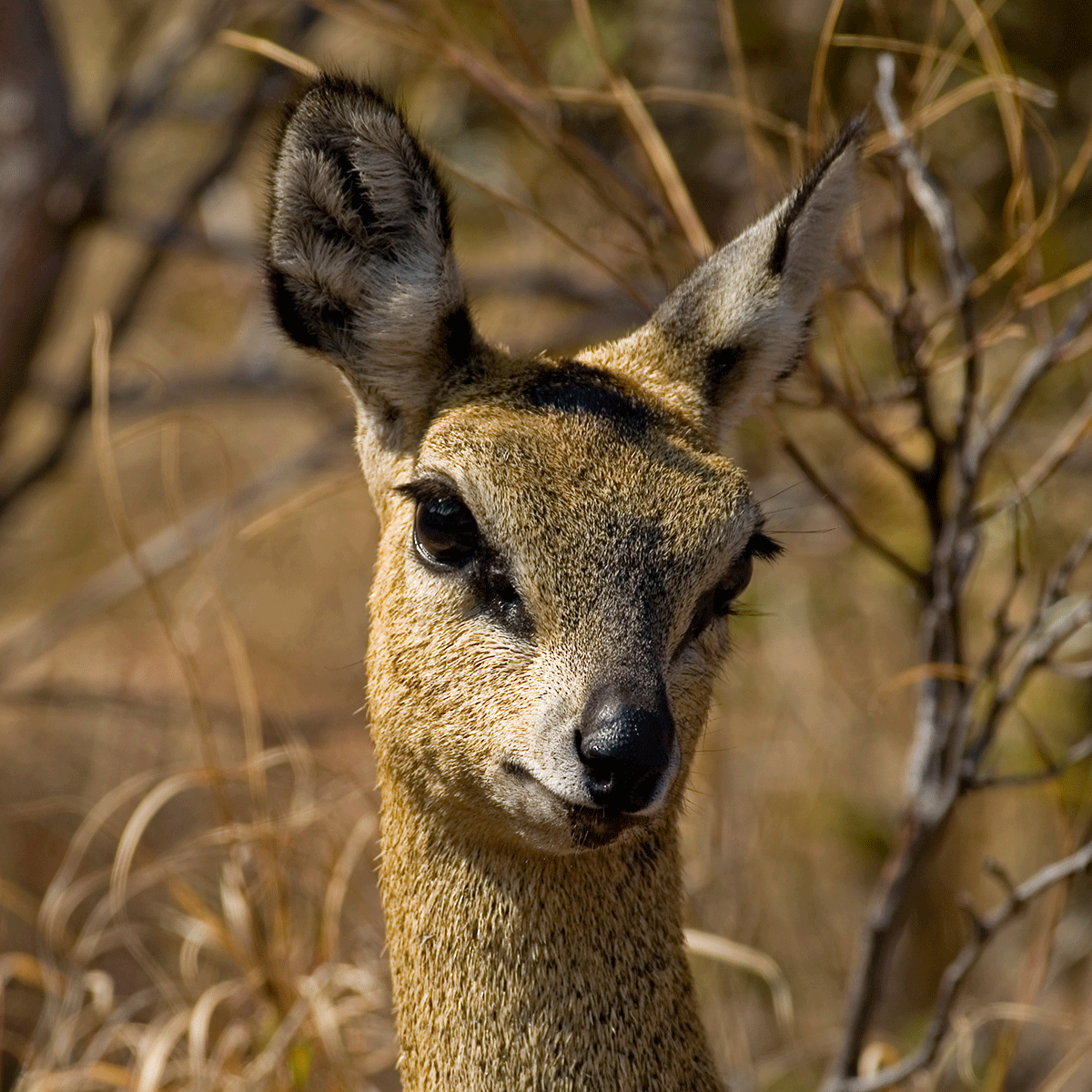 SIDECAR Klipspringer Portrait