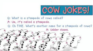 amazing cows jokes