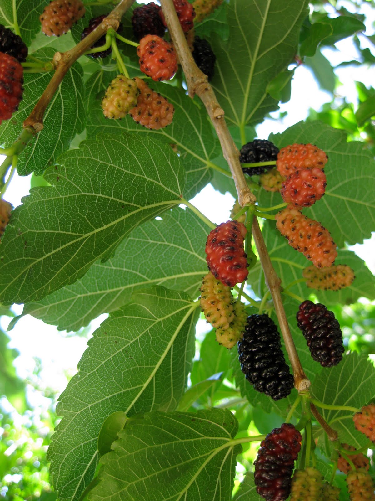 Mulberry “Picking”