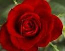 Red-Roses-Flower