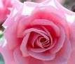 Pink-Rose-color-means