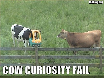 cow curiosity epic fail, childs' car