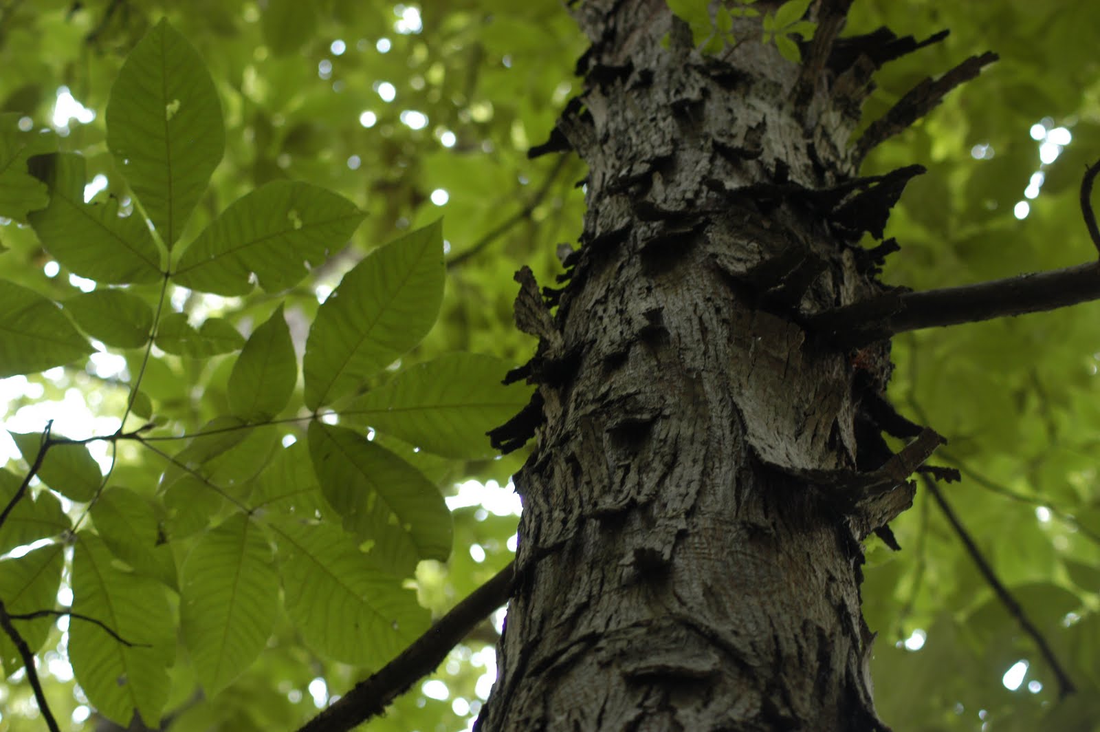 Shagbark Hickory Tree Identification at Shawn Hills blog