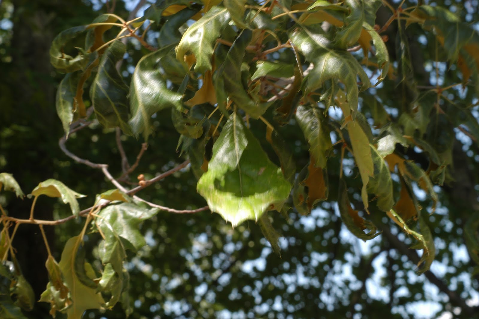 A Year With the Trees Blackjack Oak Quercus marilandica