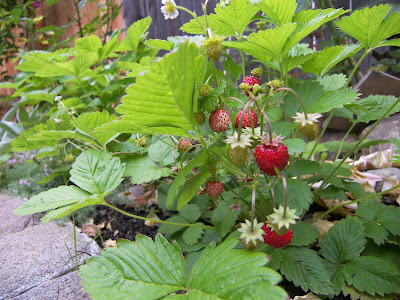 Mastering Horticulture: Alpine Strawberries: Weeds No More