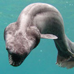 Yo No Te He LlaMaDo: Aparece en aguas de Japón un tiburón prehistórico.