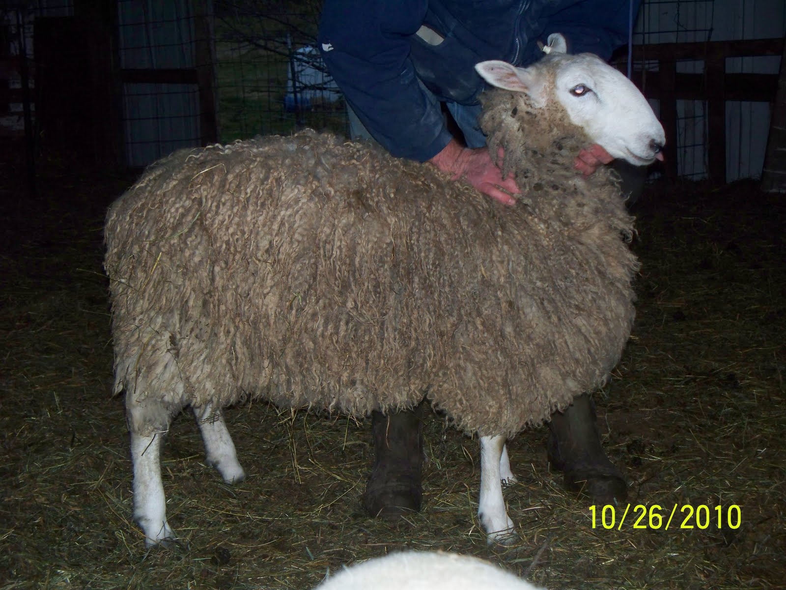 Grace Haven Acres sheep for sale