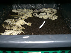 worms and extra chinesse cabbage