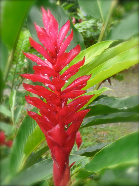 Costa Rica Here I Come!: Red ginger flowers...