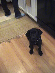 Baby Tessa