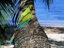 Tropical Background Birds 1