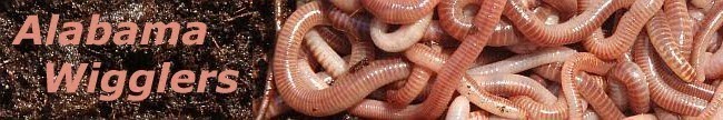 Alabama Wigglers