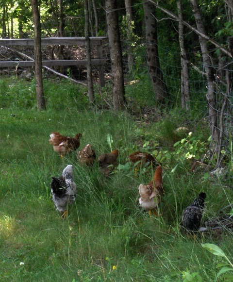 A Great Farm Diary Womerlippi Homestead Annals Predatory poultry and ...