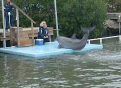 A dolphin 'Caught in the act' at the Dolphin Research Center in Marathon.