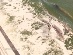 Three dolphins playing next to Young America