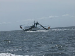 In the Atlantic for 5 hours, we saw one boat, a Shrimper.  We had to change course to let her pass!