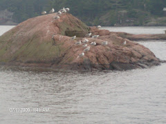 Seagulls enjoying a pink rock on a rainy afternoon
