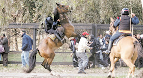 incomodidad del caballo haiti youtube