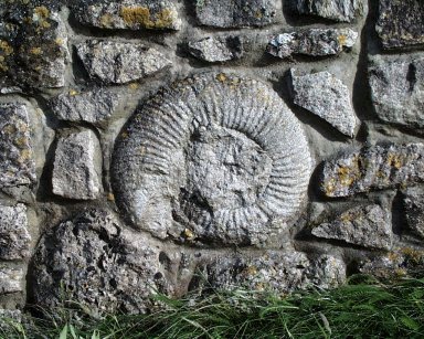 [ammonite+pentalfa.jpg]