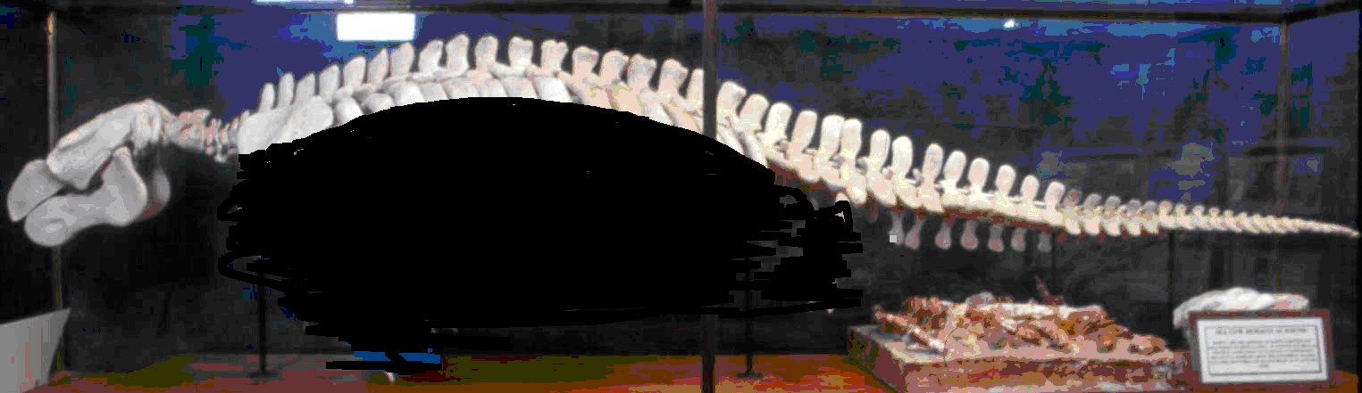 [esqueleto+sirena+modificado.bmp]