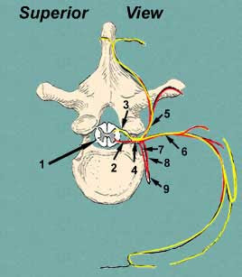 MyBiologyPal: Spinal nerves